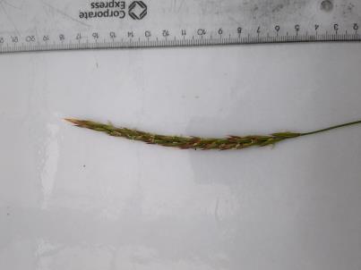 Click for 3 image(s) for this accession. SPIKE